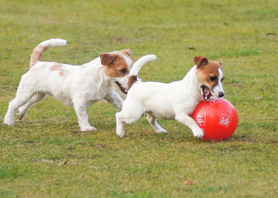 zwei Hunde spielen mit einem Ball