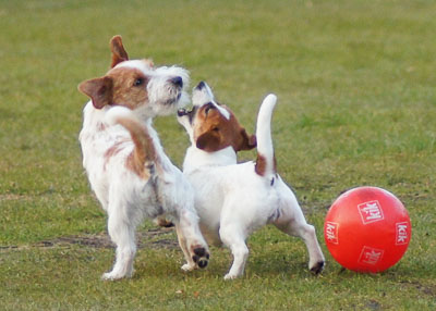 zwei Terrier spielen mit einem Ball