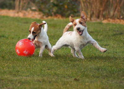 Jack Russell Terrier spielen mit einem Ball