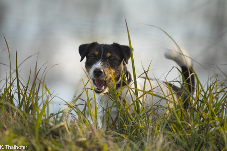 Bild Jack Russell Terrier 